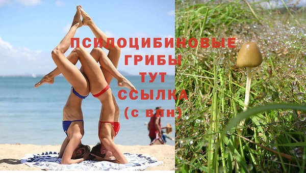 PSILOCYBIN Нефтегорск