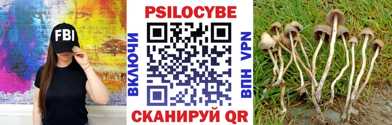 Купить где  Кириллов  Псилоцибиновые грибы прущие грибы 